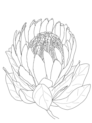 Protea Flower Coloring Page